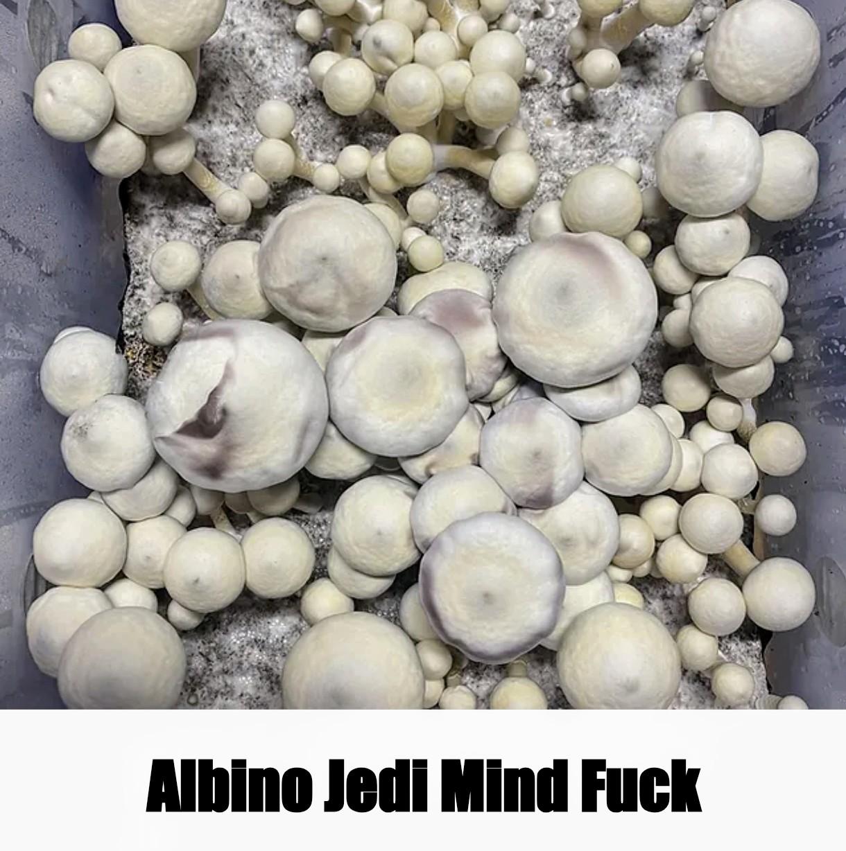 Albino Jedi Mind Fuck Mushrooms